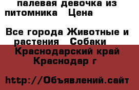 палевая девочка из питомника › Цена ­ 40 000 - Все города Животные и растения » Собаки   . Краснодарский край,Краснодар г.